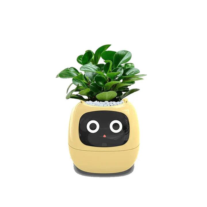 Self-Watering Indoor Plant Pot Planter