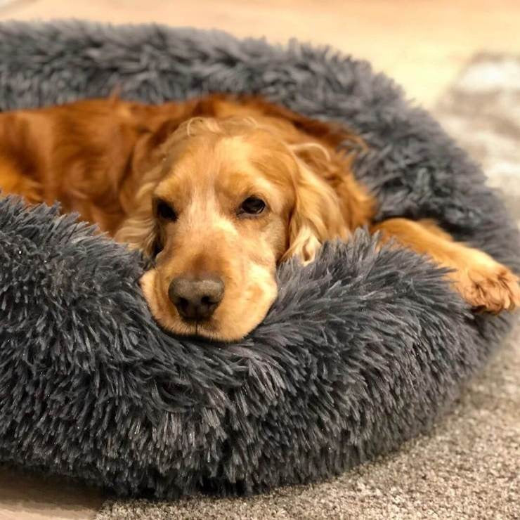 Circular Dog Bed Removable Cover Dog Bed